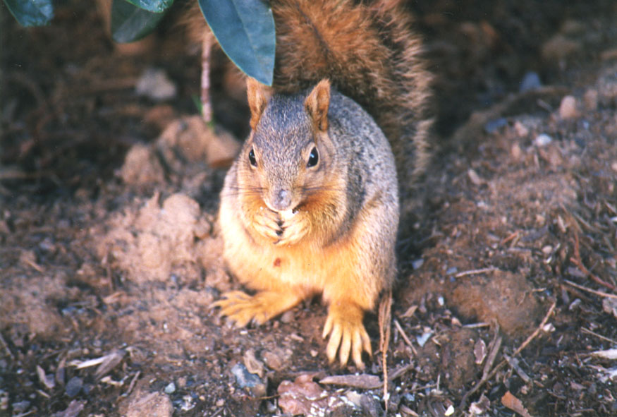 squirrel_nibble.jpg